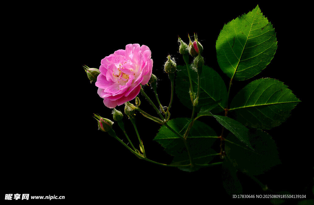 嬌艷粉色薔薇花特寫
