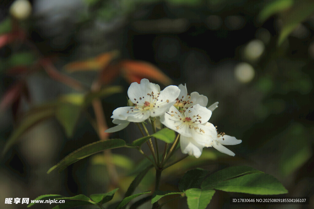 潔白綻放的美麗野薔薇