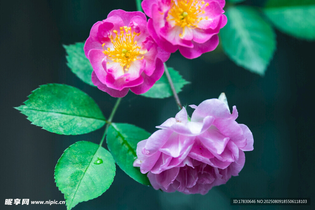 嬌艷薔薇綻放
