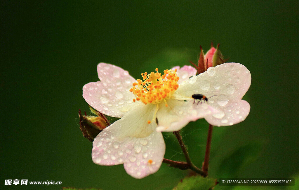 帶露白薔薇花
