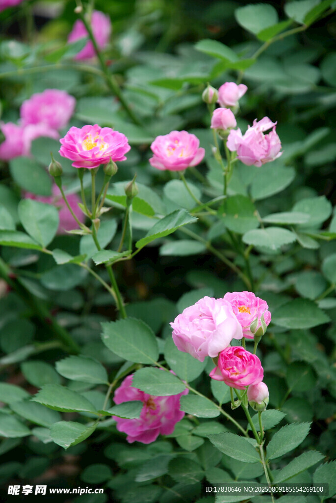 粉色薔薇綻放綠意間