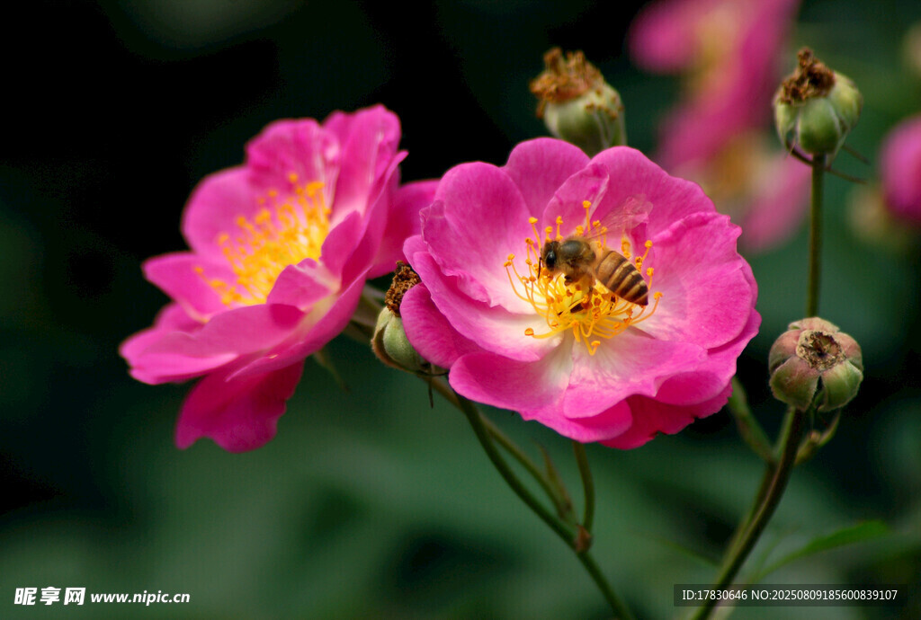 粉色薔薇上的蜜蜂
