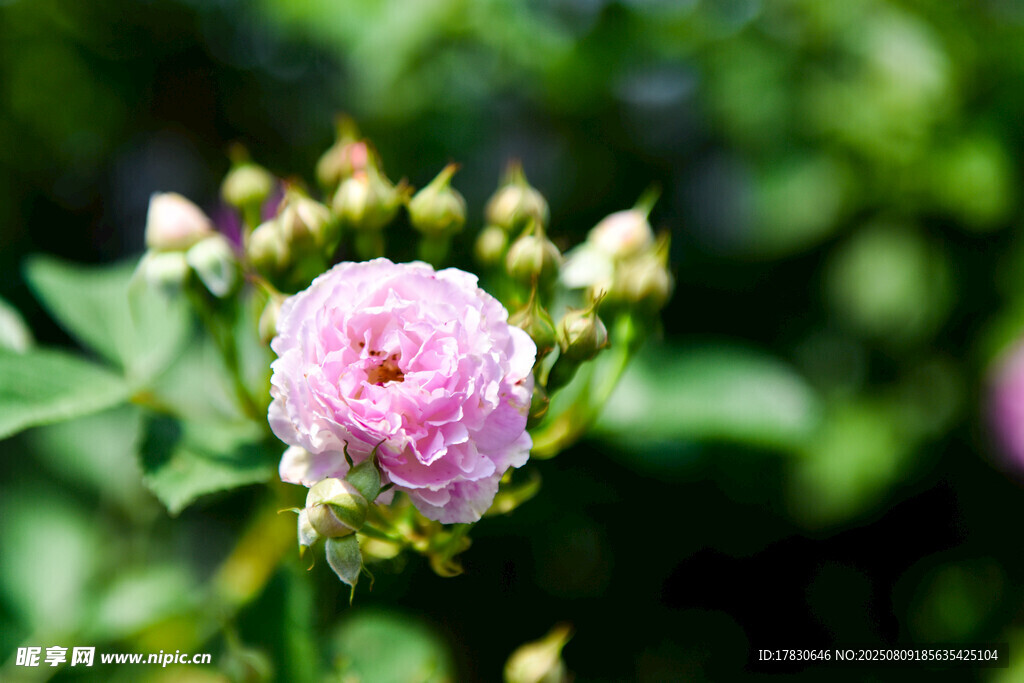 嬌艷粉色薔薇花