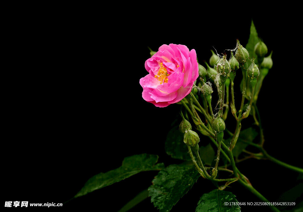 嬌艷粉色薔薇花特寫