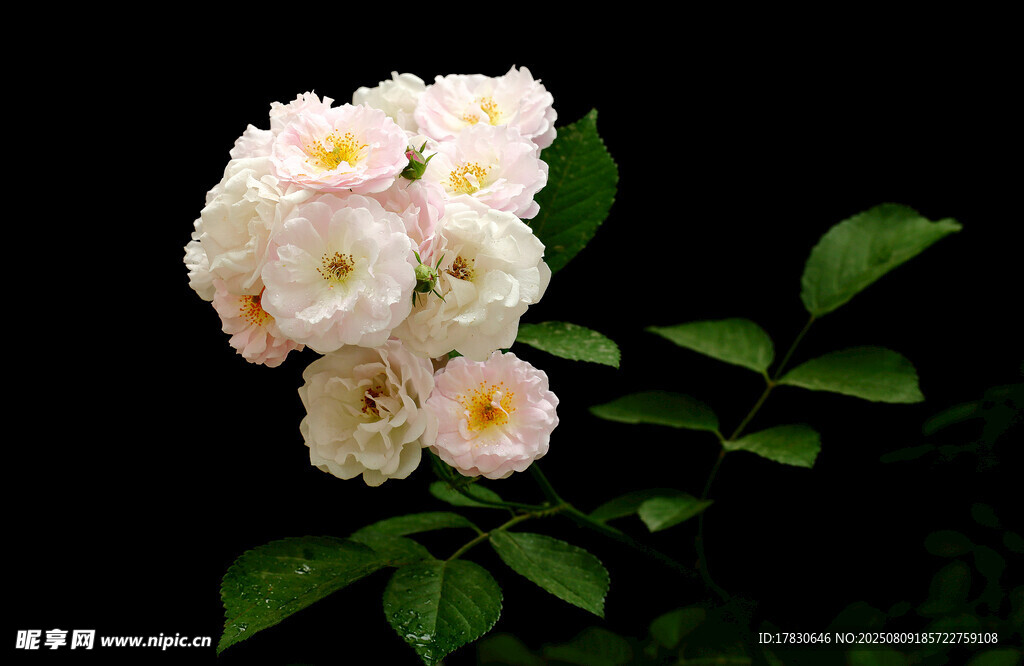 白色薔薇花特寫