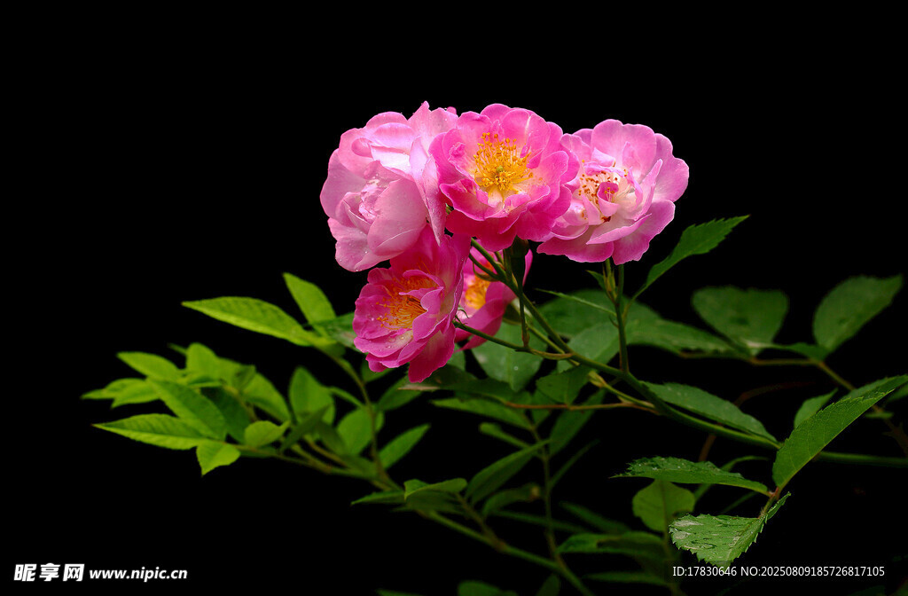 嬌艷粉色薔薇綻放