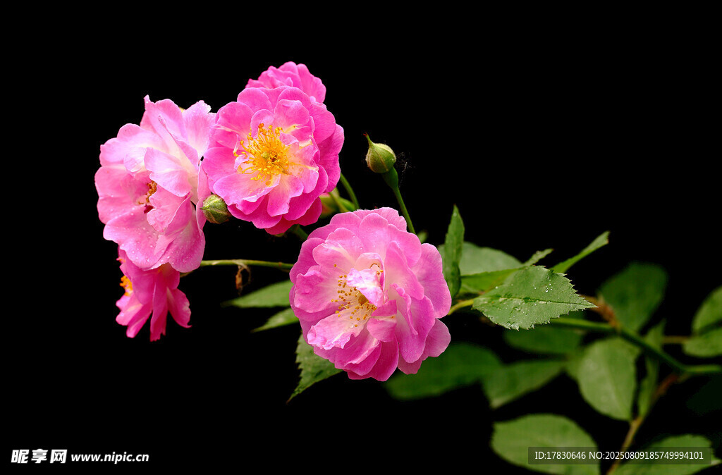嬌艷粉色薔薇花特寫