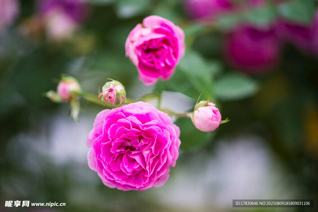 嬌艷粉色薔薇花綻放
