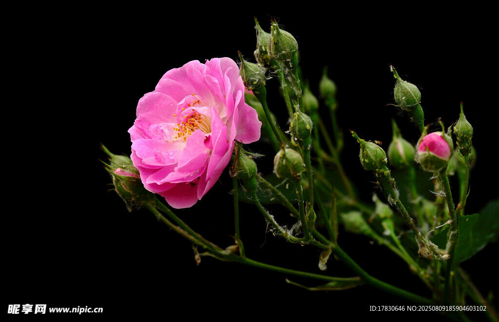 嬌艷粉色薔薇花