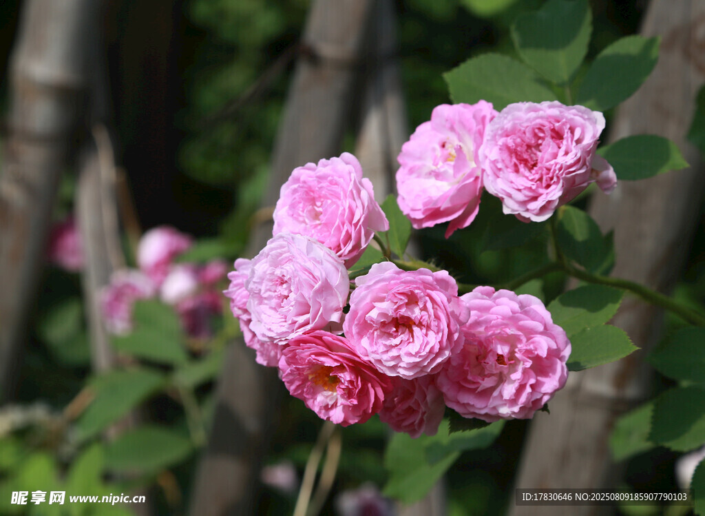 嬌艷粉色薔薇綻放