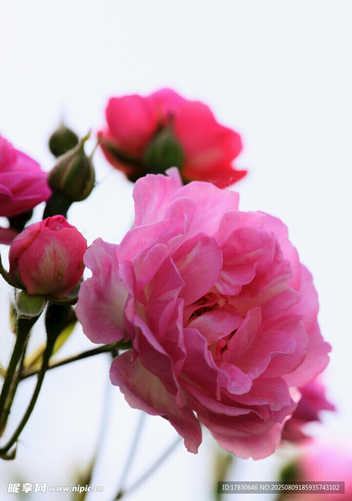 嬌艷粉色月季花綻放