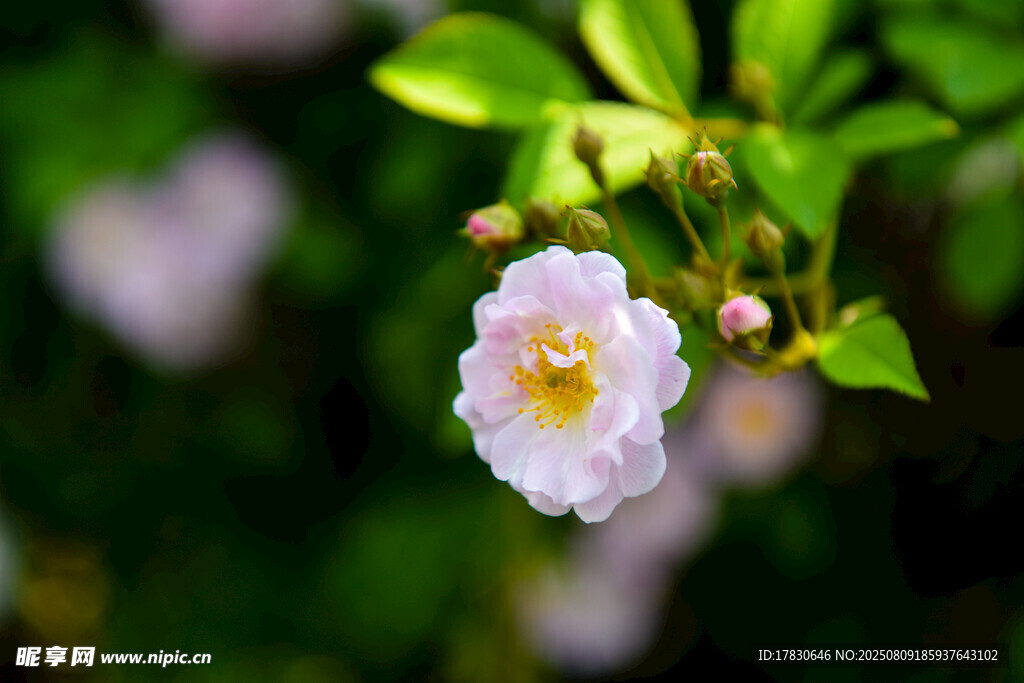 白色小花綻放于綠葉間
