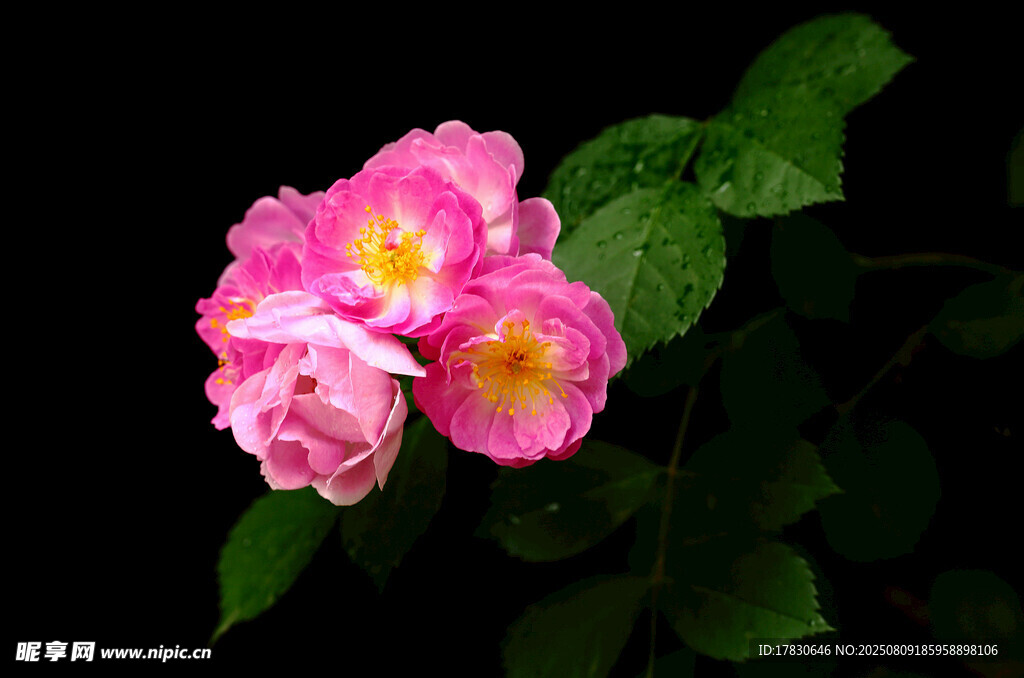 嬌艷粉色薔薇綻放