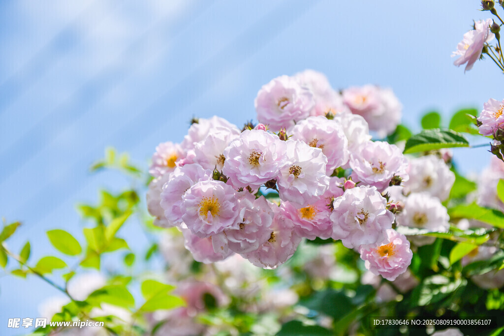 粉薔薇綻放于藍天之下