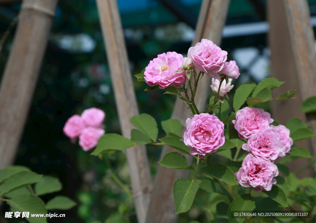 粉色薔薇綻放于木架旁