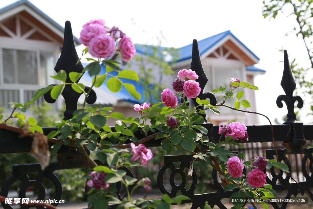 庭院薔薇綻放美景