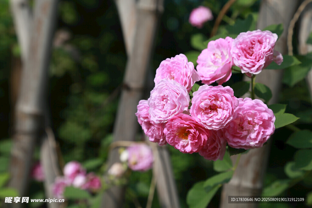 嬌艷粉色薔薇綻放