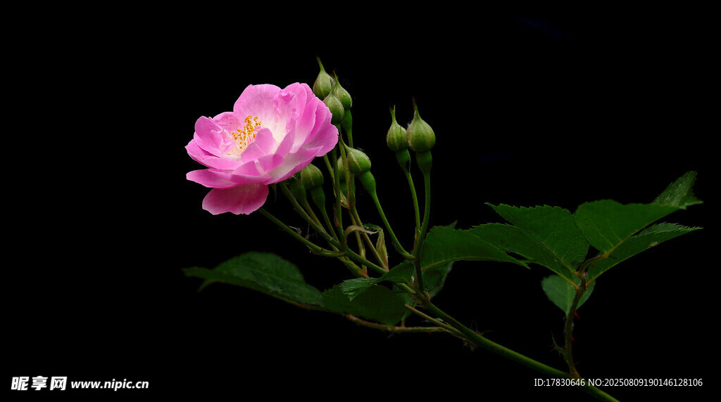嬌艷粉色薔薇花特寫