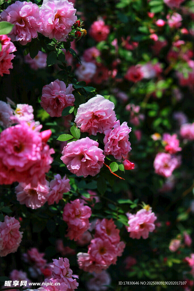 嬌艷粉色薔薇綻放