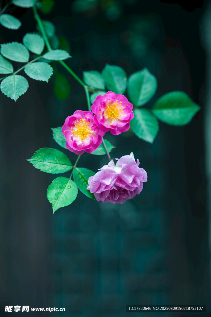 嬌艷薔薇綻放綠葉間