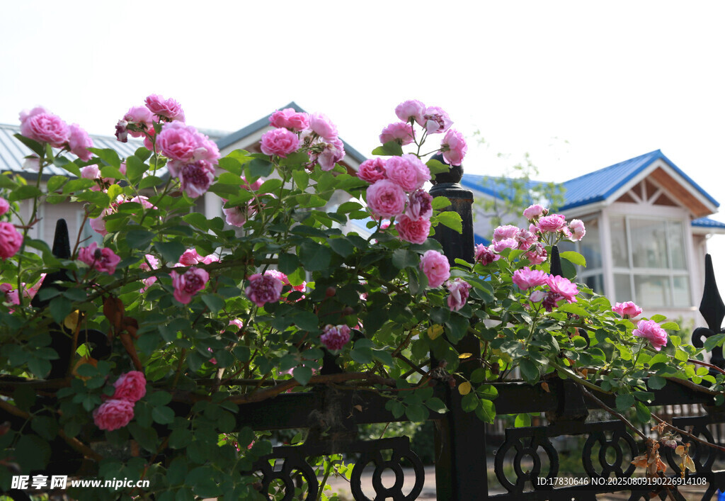 薔薇簇擁下的溫馨小屋