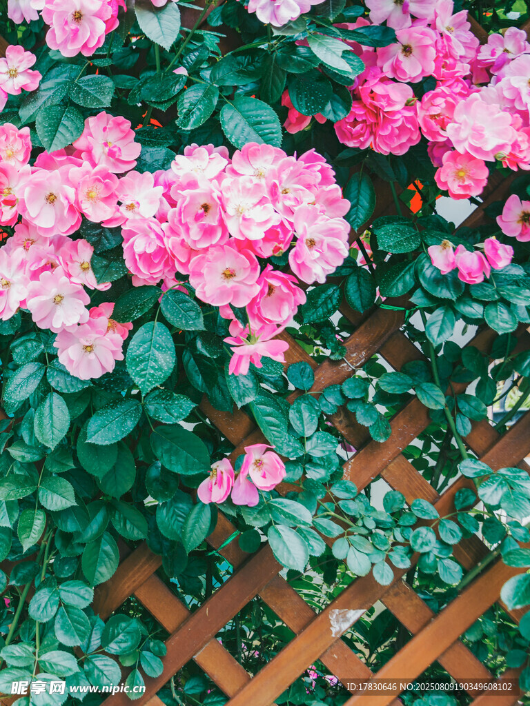 粉色薔薇攀爬木質(zhì)花架