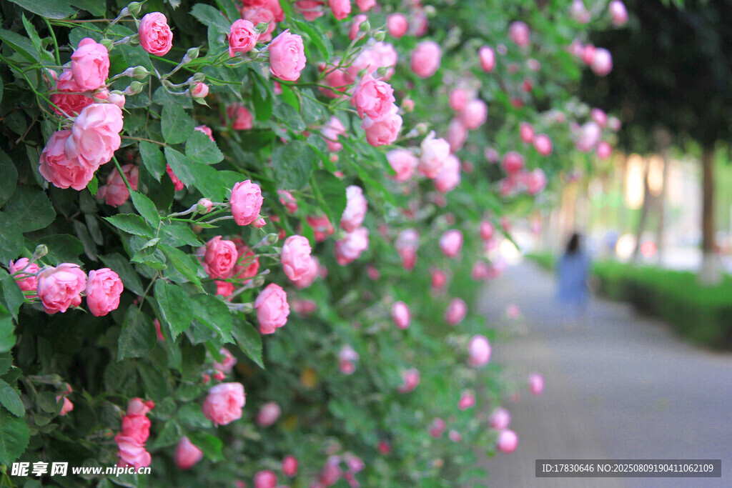 粉色薔薇花綻放于小徑旁