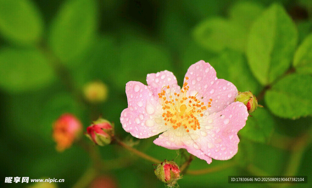 嬌艷薔薇花