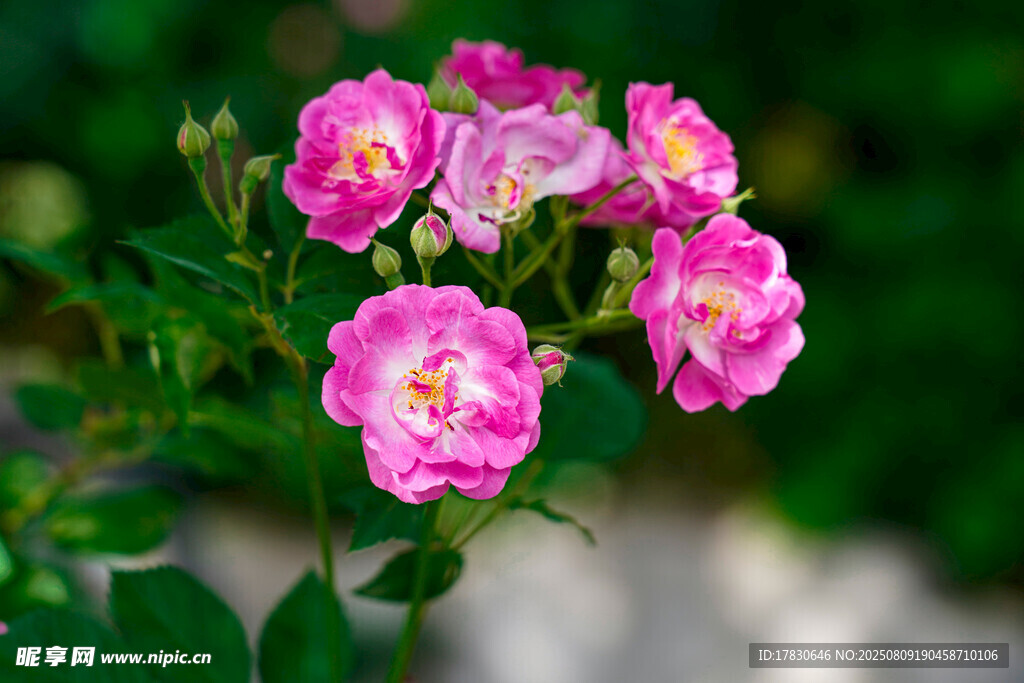 嬌艷粉色薔薇花綻放