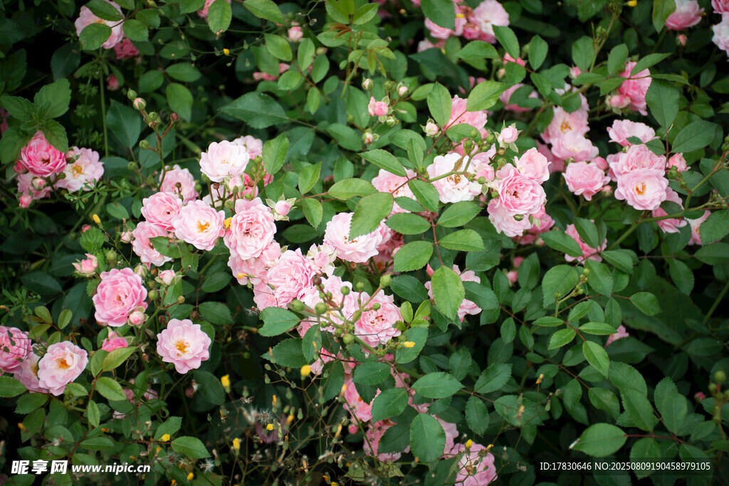 粉色薔薇花叢美景