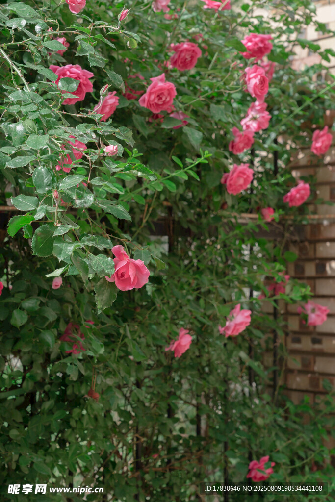盛開(kāi)的粉色薔薇花叢