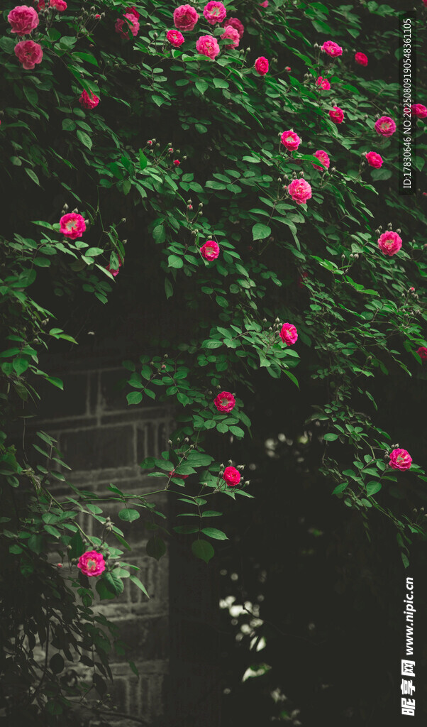 繁花綠葉中的艷麗薔薇