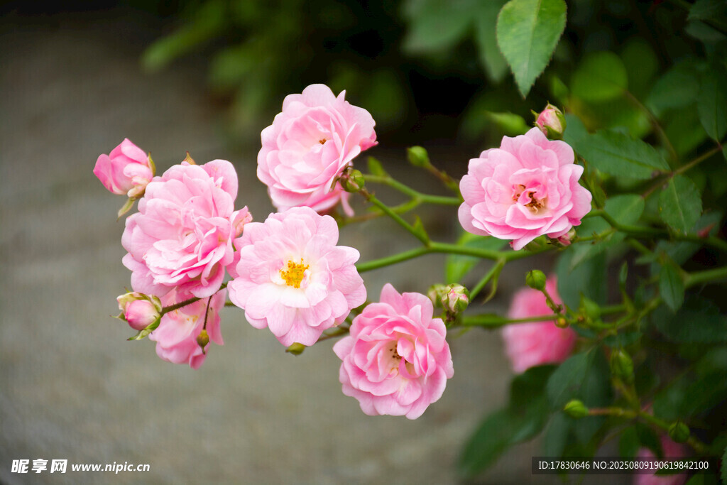 粉色薔薇綻放