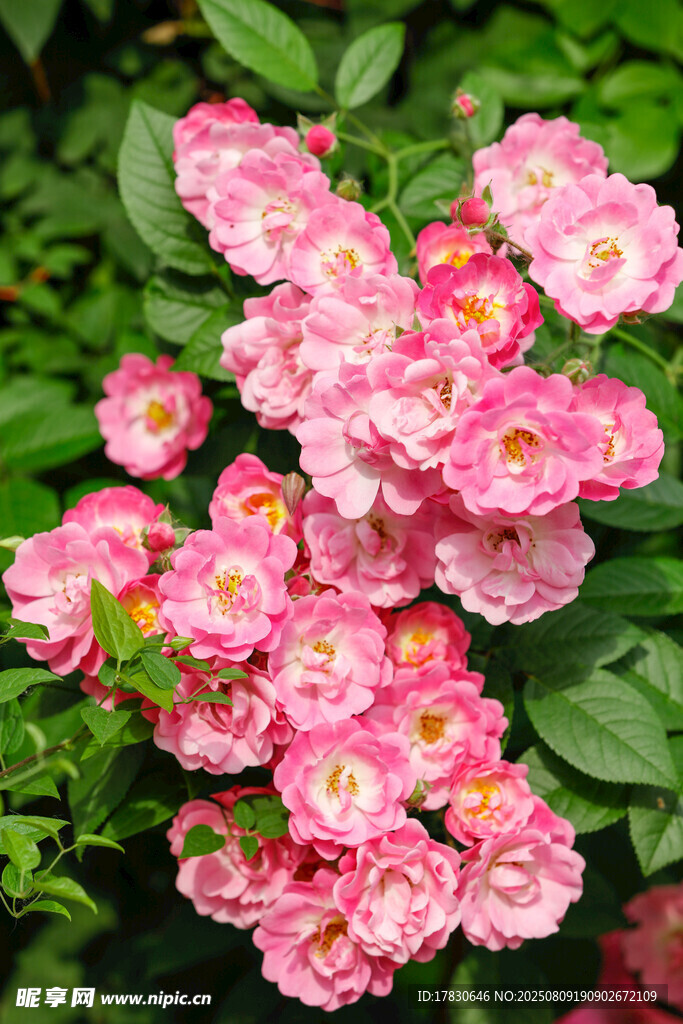 嬌艷粉色薔薇花綻放