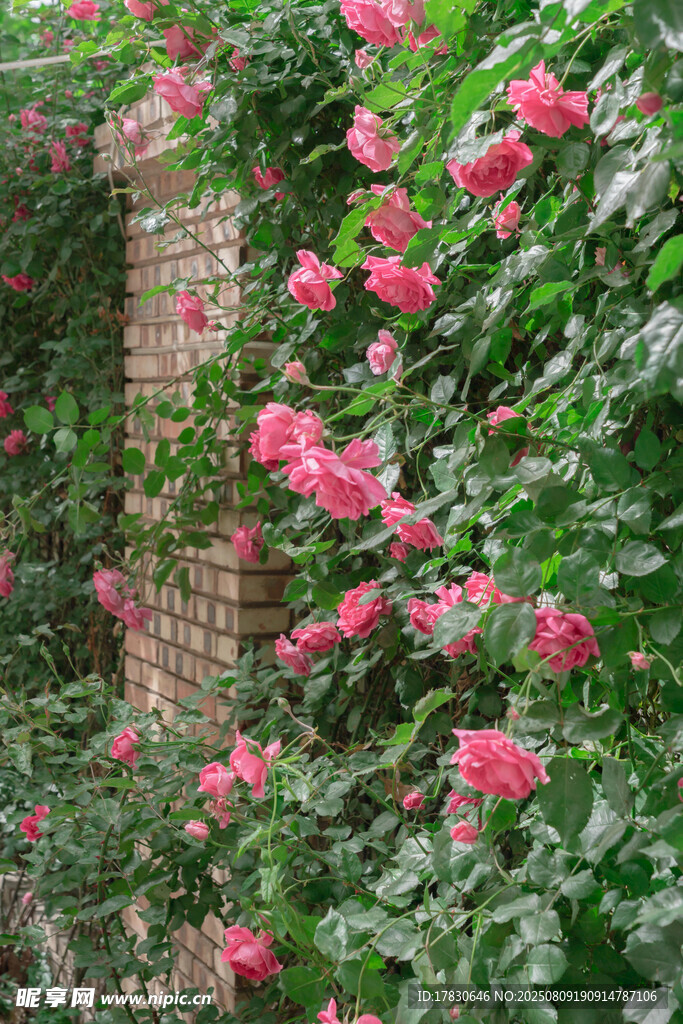 薔薇爬滿磚墻綻放艷麗花朵