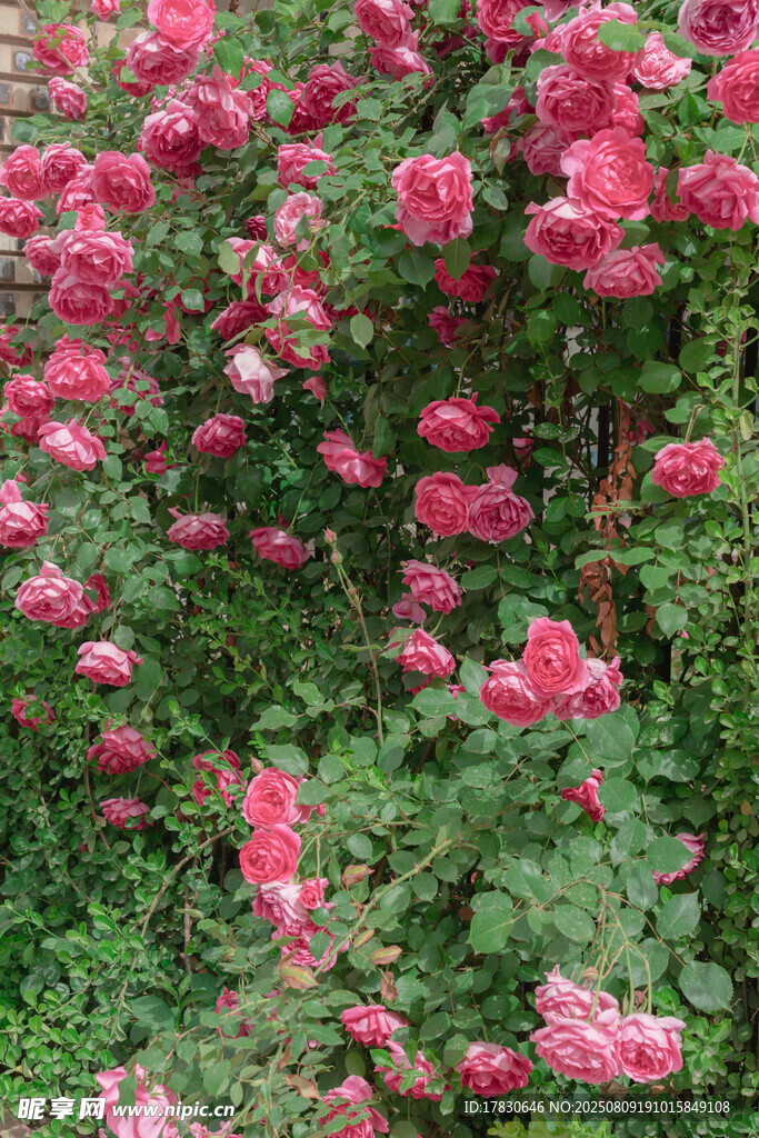 盛開的粉色薔薇花叢
