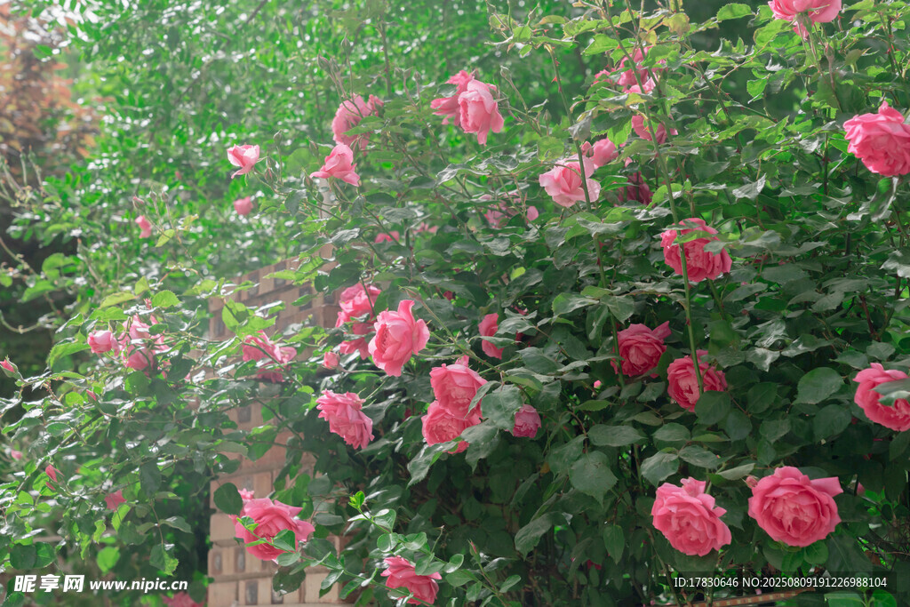 薔薇花墻綻放美麗