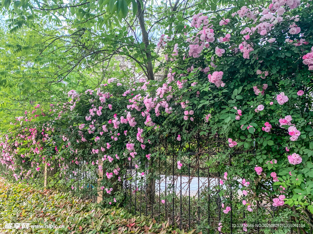 薔薇爬滿圍欄的美麗景致