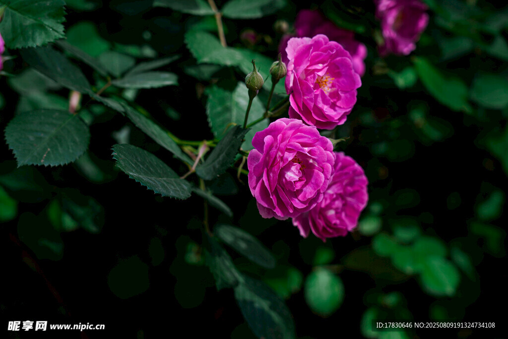 嬌艷玫紅薔薇花綻放