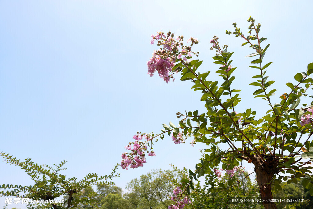藍天映襯下的爛漫花枝