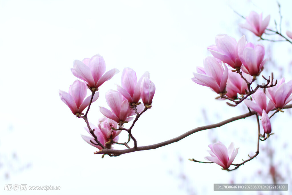玉蘭花枝綻放