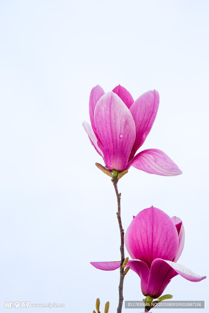 兩朵嬌艷玉蘭花綻放
