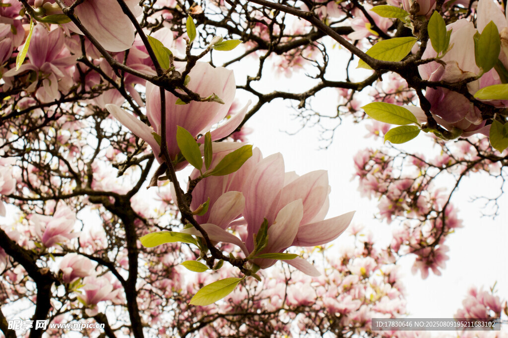 盛開(kāi)的玉蘭花枝