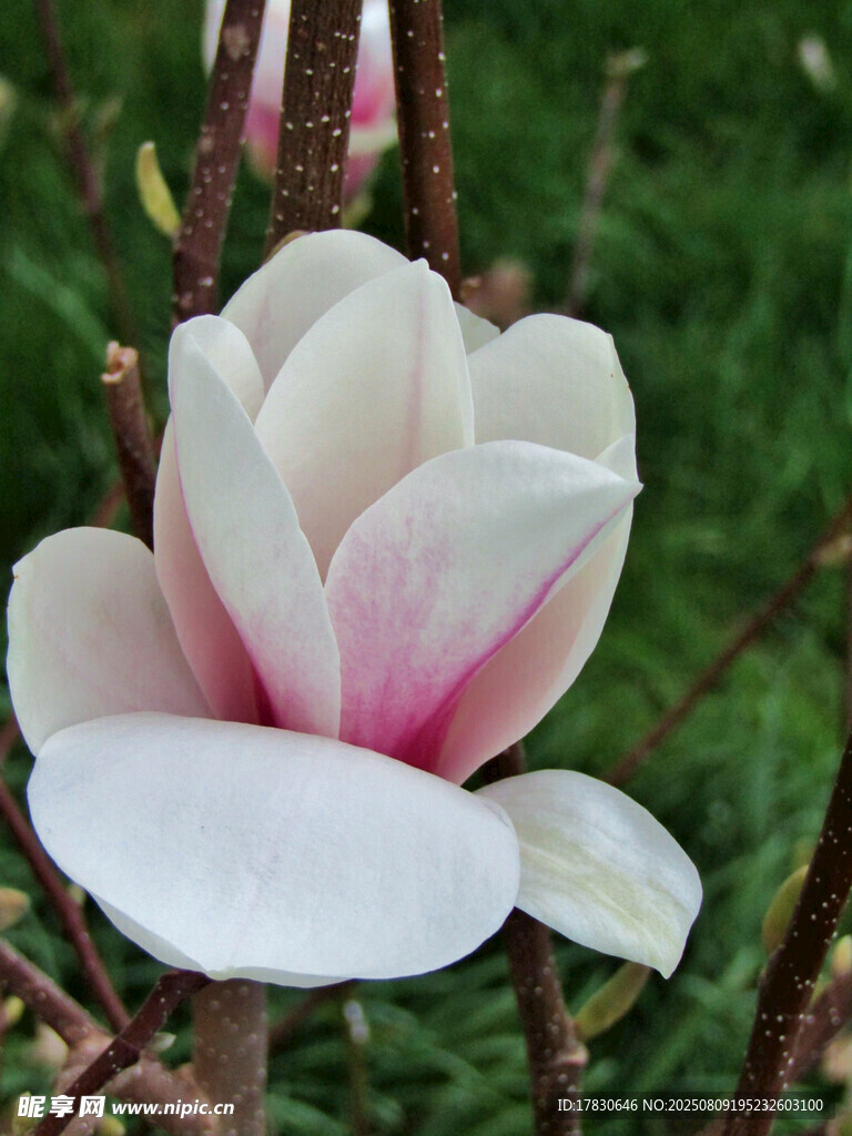 玉蘭花特寫