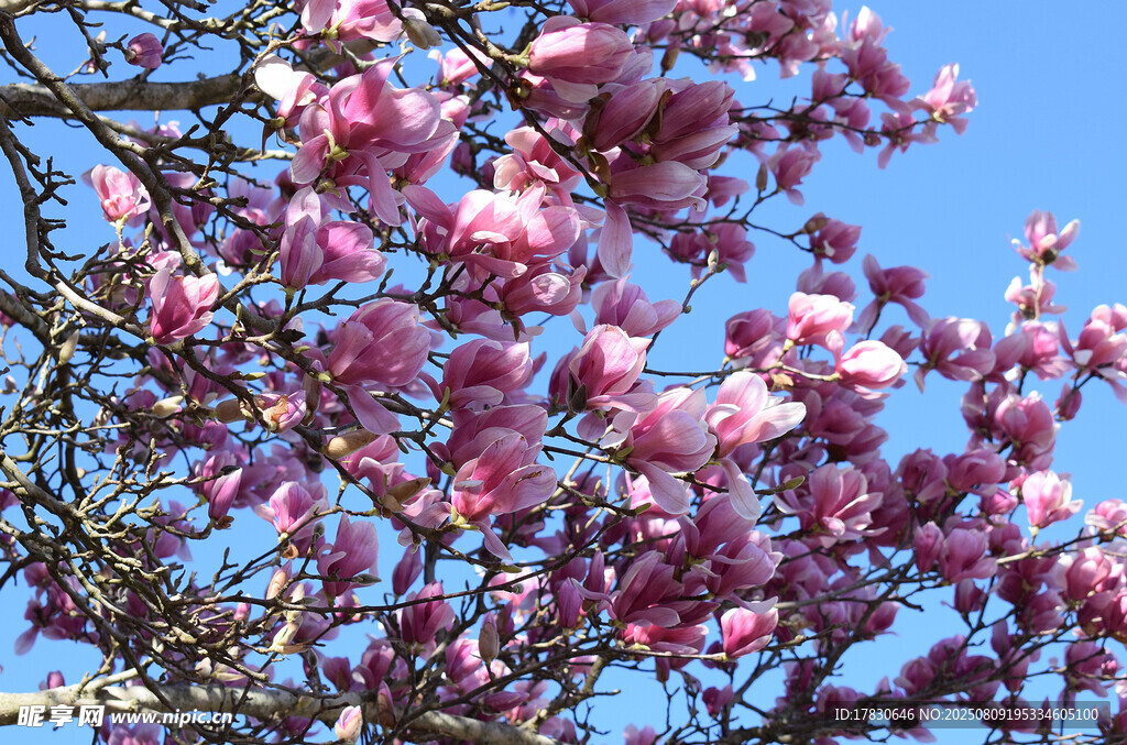 藍(lán)天映襯下的爛漫粉花