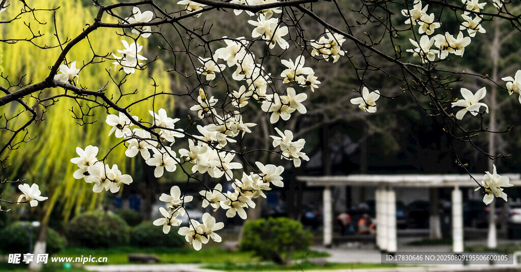 春日玉蘭花綻放美景