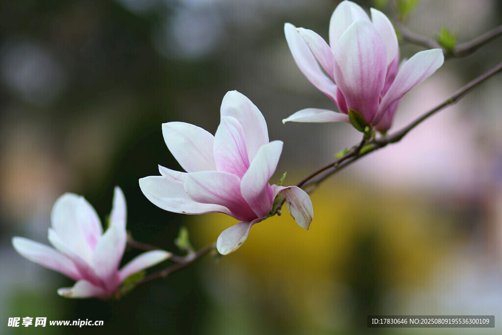 玉蘭花枝綻放