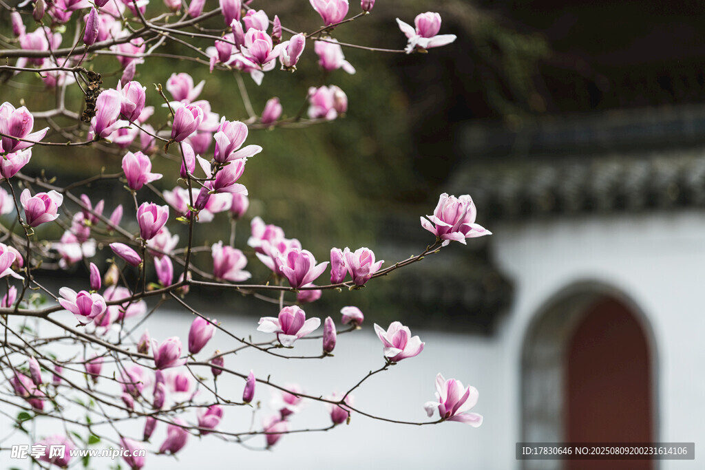 玉蘭花綻于中式建筑旁