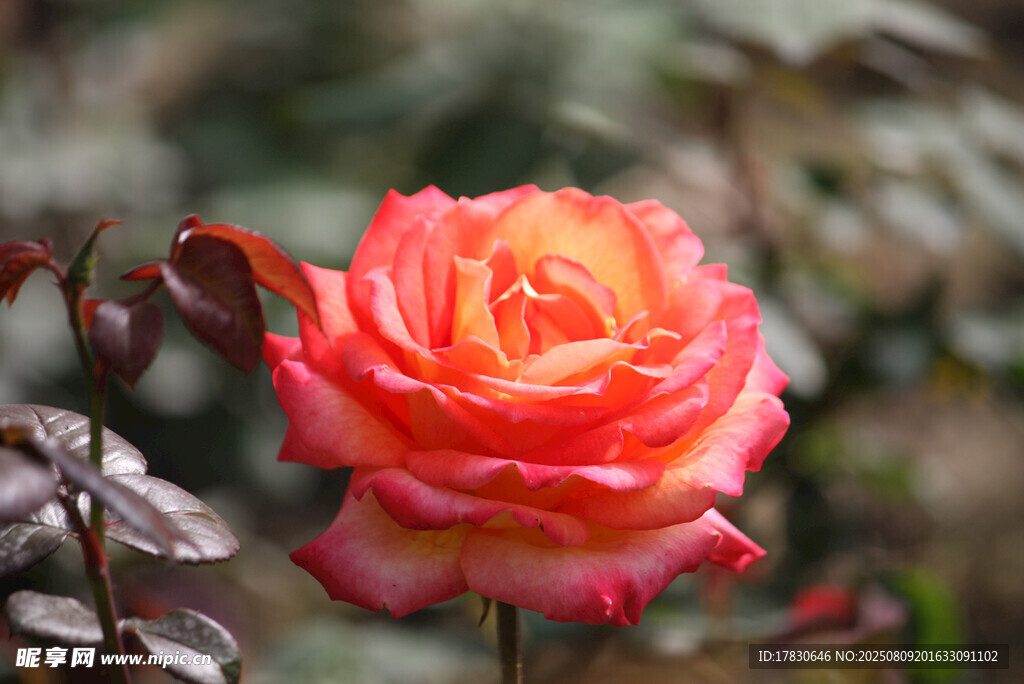 嬌艷綻放的橙紅色月季花