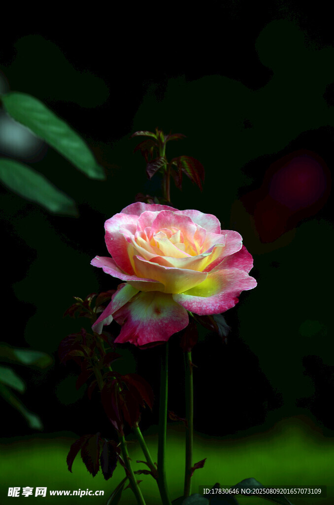 嬌艷雙色月季花特寫